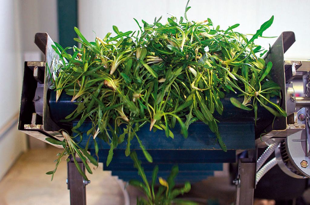 Σταµναγκάθι το κρητικόν