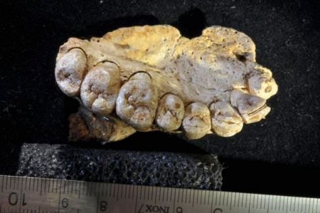 Γνάθος με δόντια αλλάζει την… ιστορία του Homo Sapiens