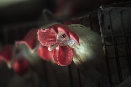 Κίνα: νέα κρούσματα του Η7Ν9 της γρίπης των πτηνών