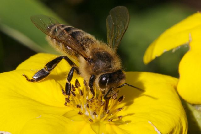 Περιορισμός στη χρήση βλαπτικών για τις μέλισσες εντομοκτόνων