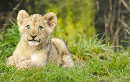 Ινδία: Λιοντάρι οδήγησε δασοφύλακα στο πτώμα της μητέρας του