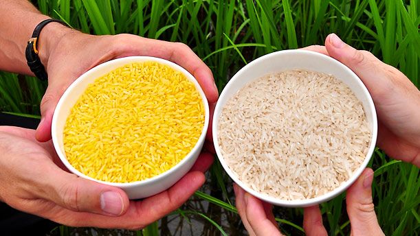 Η νέα ποικιλία ρυζιού είναι… χρυσή