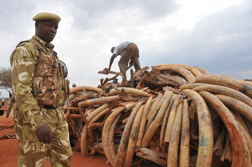 Ελεφαντόδοντο: το πιο πολύτιμο δώρο στην Κίνα
