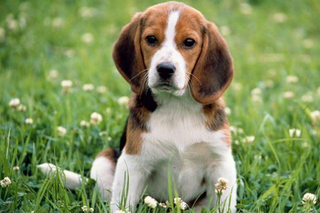 Γονιδιακή θεραπεία σώζει σκυλιά με διαβήτη | tovima.gr