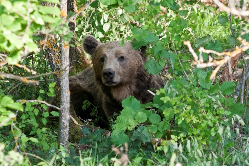 Λαίμαργη αρκούδα σε εκτροφείο θηραμάτων στα Γρεβενά