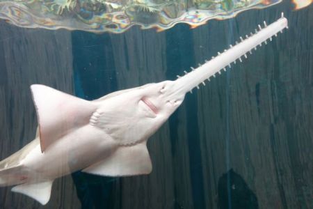 Η πρώτη «σπονδυλωτή» παρθενογένεση