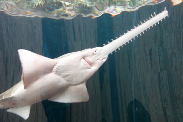 Η πρώτη «σπονδυλωτή» παρθενογένεση