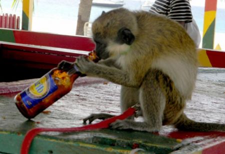 Η επιθυμία για αλκοόλ εφευρέθηκε πριν από τον άνθρωπο