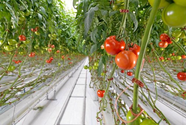 Υδροπονικά θερμοκήπια ντομάτας σε 225,4 στρέμματα δημόσιας γης