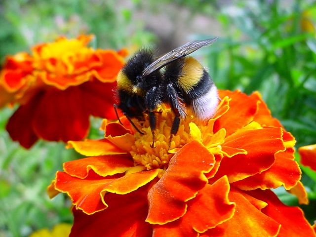 Τα λουλούδια μιλάνε με τις μέλισσες… ηλεκτρικά