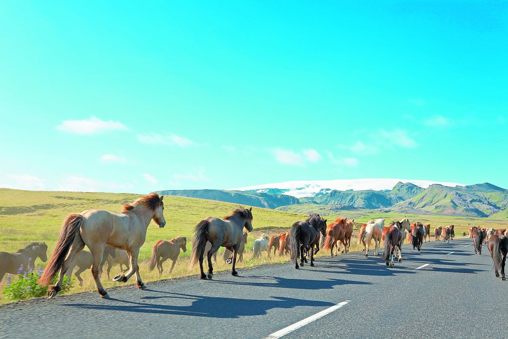 Η άλλη μισή αλήθεια για το κρέας αλόγου