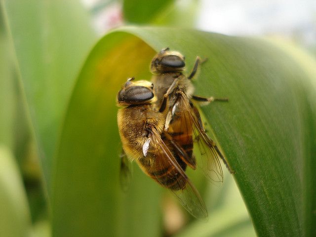 Ακροβάτες του σεξ οι μέλισσες
