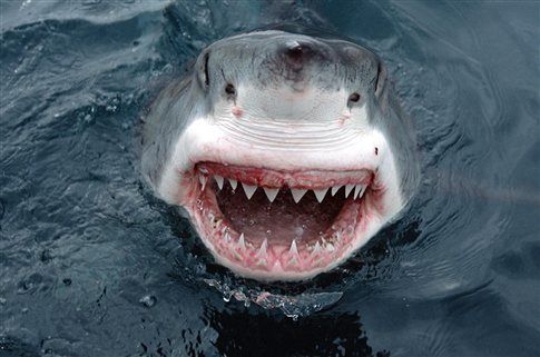 Παρακολουθείστε στο Διαδίκτυο τα ταξίδια ενός μεγάλου λευκού καρχαρία