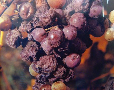 Γλυκό µου Sauternes