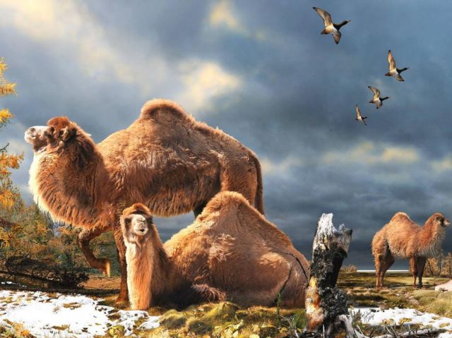 Καμήλες XL ζούσαν στην Αρκτική!