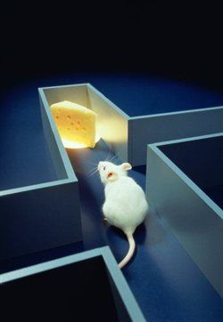 Ποντίκια έγιναν πιο έξυπνα με ανθρώπινα κύτταρα