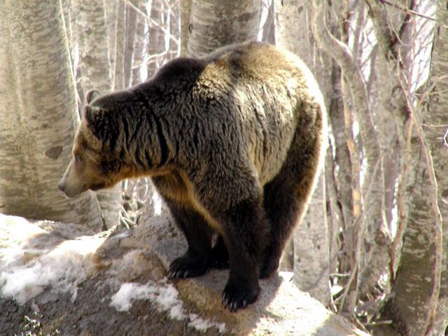 Ξυπνητούρια για τις 12 αρκούδες του Νυμφαίου
