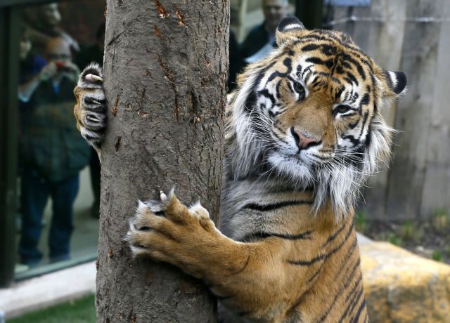 Γαλλία: Η αστυνομία ψάχνει για μια τίγρη στο Παρίσι