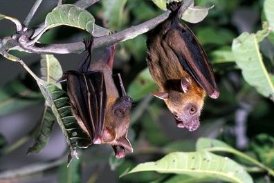 Νυχτερίδες επιδίδονται συστηματικά σε στοματικό σεξ