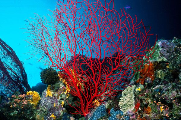 Εμφύτευμα από κοράλλια χαρίζει νέα γόνατα