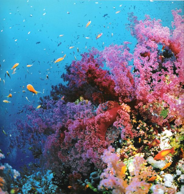 Η ρύπανση «φρενάρει» την ανάπτυξη των κοραλλιών