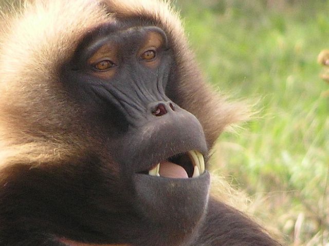 Πίθηκοι που μιλούν;