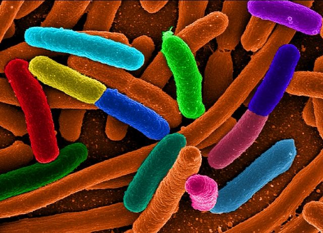 Αύξηση των βακτηριογενών λοιμώξεων στην Ευρώπη