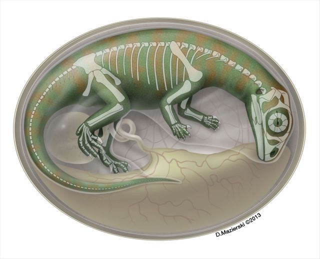 Τα αρχαιότερα έμβρυα δεινοσαύρων