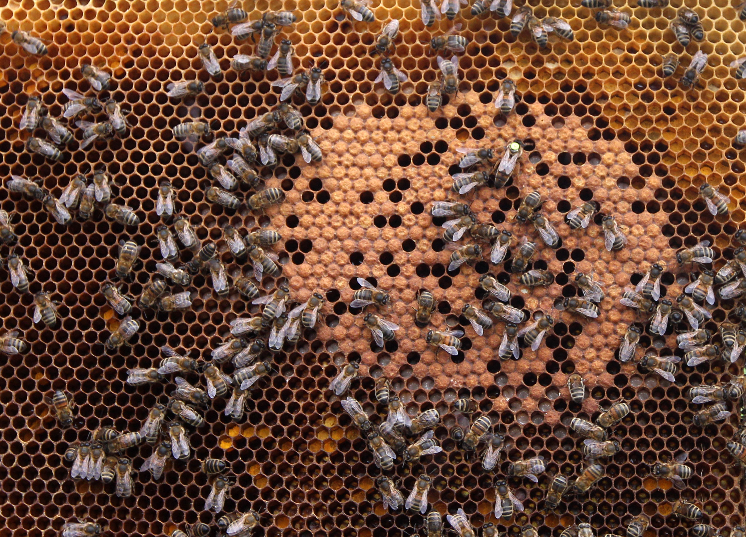 17 εκατ. ευρώ για στήριξη του μελισσοκομικού τομέα