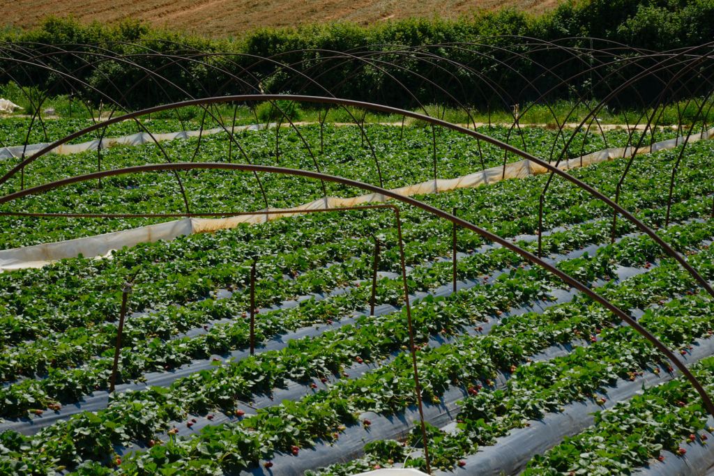 Οικολογία και ανταλλαγή σπόρων στο Σκουντέρι της Εύβοιας