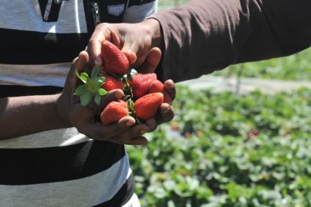 Trial of Manolada migrant worker shootings to begin in Patra