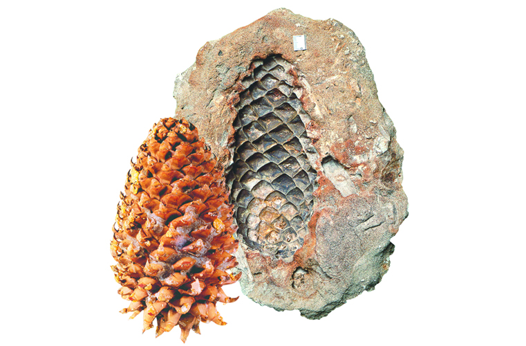 Ελληνικός παράδεισος 60 εκατομμυρίων ετών