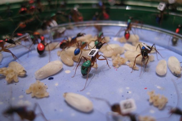 Τα μυρμήγκια αλλάζουν… καριέρες με την πάροδο του χρόνου