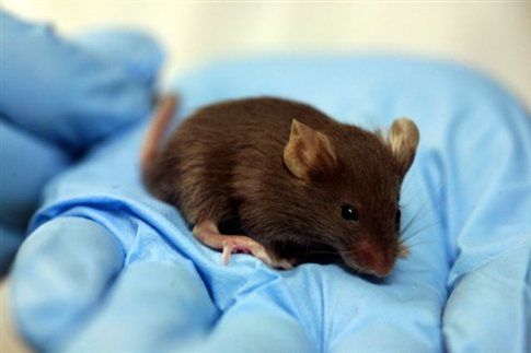 Βλαστοκύτταρα επαναφέρουν τη μνήμη σε ποντίκια