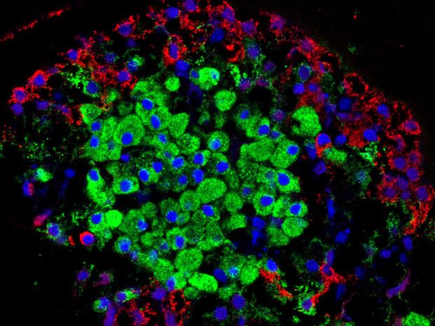 Ορμόνη του ήπατος, ελπίδα για θεραπεία του διαβήτη