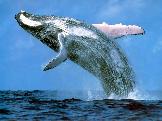 «Σχολείο» για μεγάπτερες φάλαινες