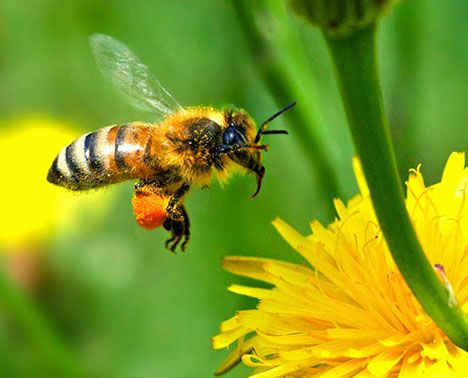Αποφασισμένη για προστασία των μελισσών η Κομισιόν | tovima.gr