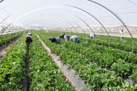 Συγκέντρωση οικονομικών μεταναστών στη Μανωλάδα