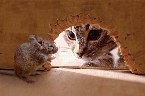 Ενα γονίδιο επιτρέπει στα ποντίκια να αποφεύγουν τις γάτες
