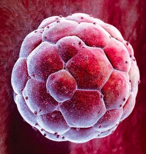 Ανθρώπινα εμβρυϊκά βλαστοκύτταρα με κλωνοποίηση
