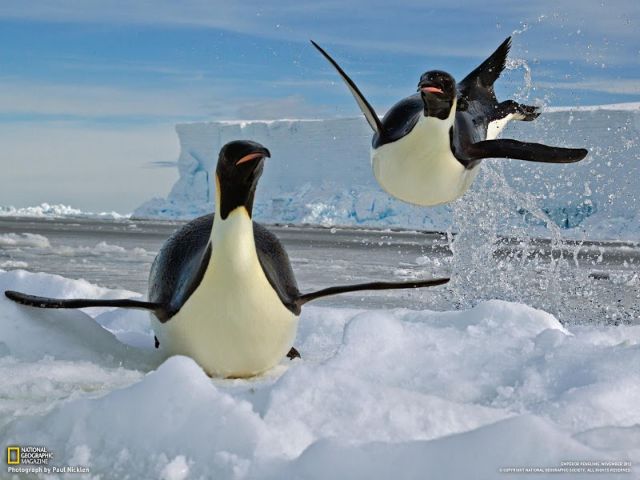 Πιγκουίνοι: προτίμησαν τη θάλασσα από τον αέρα - Ειδήσεις - νέα - Το Βήμα  Online