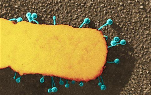 Βακτηριοφάγοι ιοί ζουν εντός μας και μας προφυλάσσουν