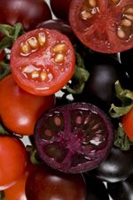Μοβ τομάτα-«ζόμπι» με ενισχυμένη γεύση
