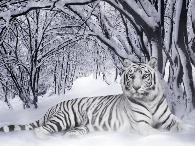 Το γονίδιο που λευκαίνει τις τίγρεις