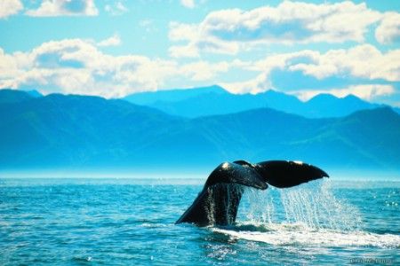 Πώς οι φάλαινες είναι οι τέλειοι «δύτες»