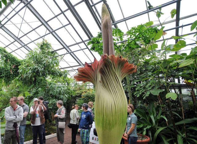 Ουρές κάνουν οι Βέλγοι για να δουν το μεγαλύτερο και πιο δύσοσμο λουλούδι στον κόσμο