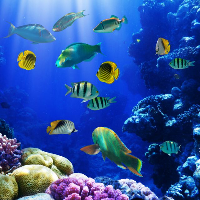 WWF: Στα 24 τρισ. δολάρια ο πλούτος των θαλασσών