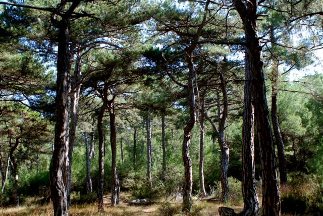 WWF: «Κατεδαφίζεται» η περιβαλλοντική νομοθεσία στην Ελλάδα