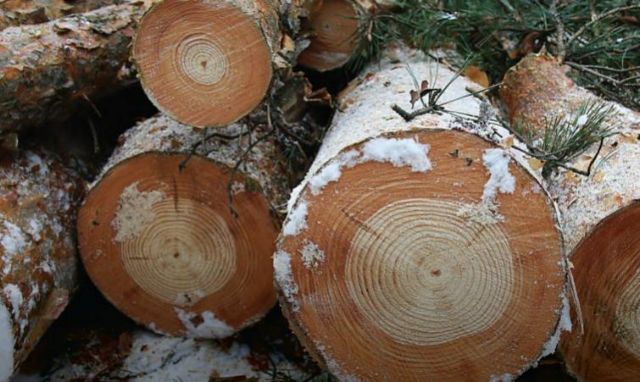 Η «σκιά» του Τσερνόμπιλ αποτυπώνεται στα δέντρα της περιοχής