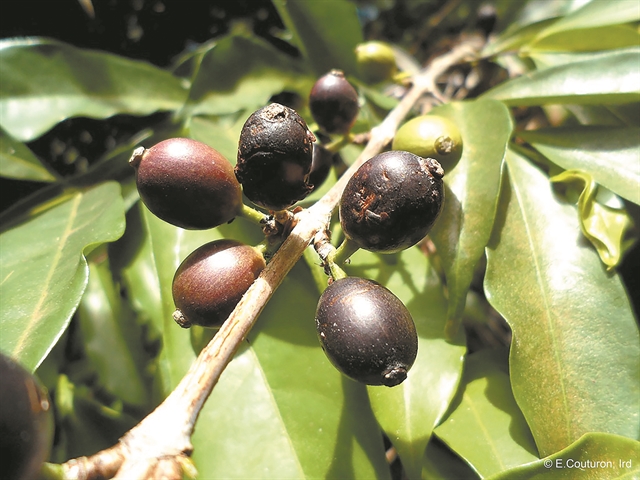 Ο καφές που «αντέχει» στην κλιματική αλλαγή